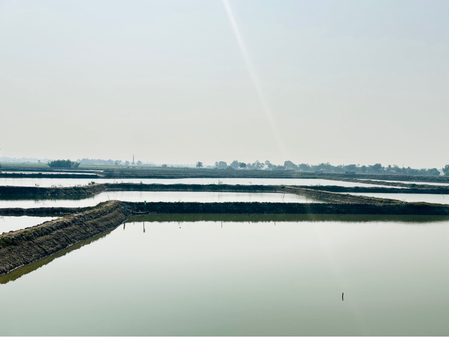 Image of a shrimp gher in the southwestern coastal Bangladesh.